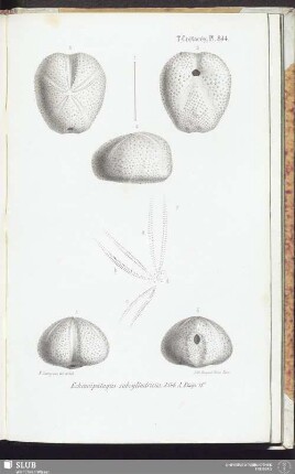 T. Crétacés, Pl. 844