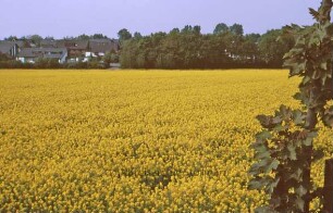 Rapsfeld, dahinter Wohnsiedlung