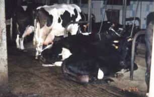 Fotografie: Anbindestall, Milchviehhaltung, Anbindevorrichtung, Gitterrost