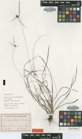 Cyperus urbanii Boeckeler [type]
