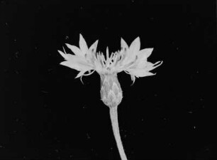 Blüte einer Kornblume
