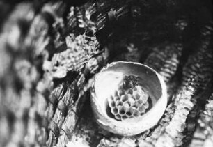 Bienen