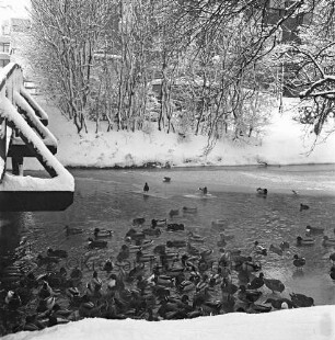 Trave: Stadtarm im Winter: Vögel im teilweisen gefrorenen Flußlauf