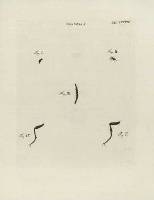 Tab. LXXXIV.