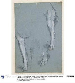 Studien zu Vorder- und Hinterläufen eines Hundes (für das Gemälde der "Einrichtung der Eucharistie" in Santa Maria Sopra Minerva, Rom