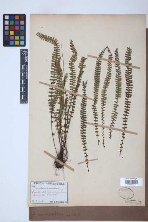 Asplenium monanthes