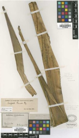Brocchinia plumieri Griseb. [type]