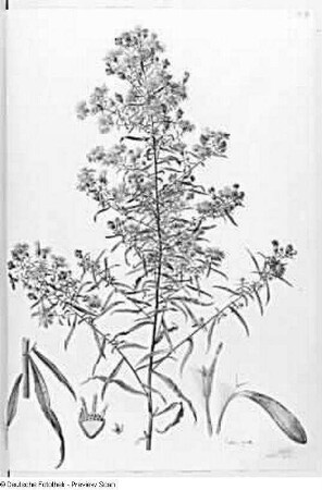 Aster spec. : Aster spec., Blatt 57. Deckfarben, Feder. Aus: Plantae selectae vivis coloribus depictae. Band 10., erschienen 1850