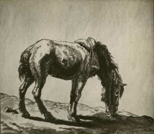 Müller, Friedrich Weidentes Pferd