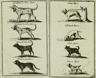 Jagdhunde. Reproduktion aus: Hans Friedrich von Fleming "Der Vollkommene Teutsche Jäger", 1719