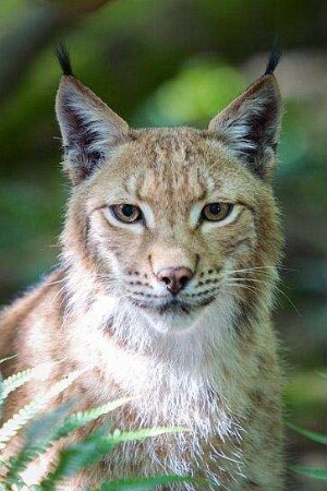 Unsere Wildnis