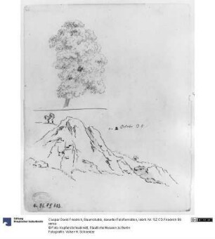 Baumstudie, darunter Felsformation