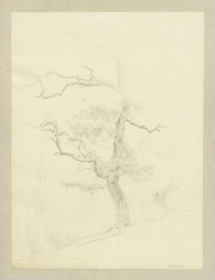 Ein Baum