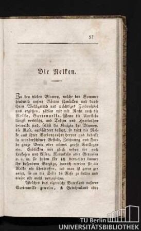 Die Nelken.