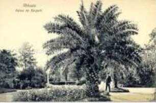 Abbazia, Palme im Kurpark