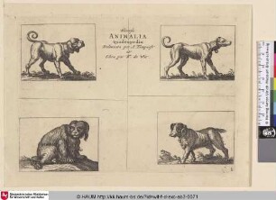 Diversa Animalia Quadrupedia