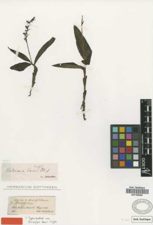 Peristylus lawii Wight [type]