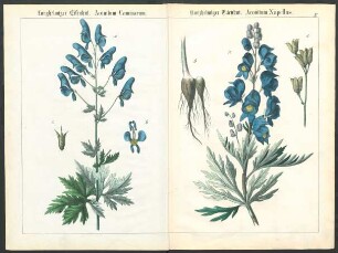 Tafel V.: Langhelmiger Eisenhut. [...] Kurzhelmiger Eisenhut. [...]