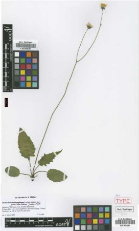 Hieracium grossidentatum Joch.Mull. [paratype]