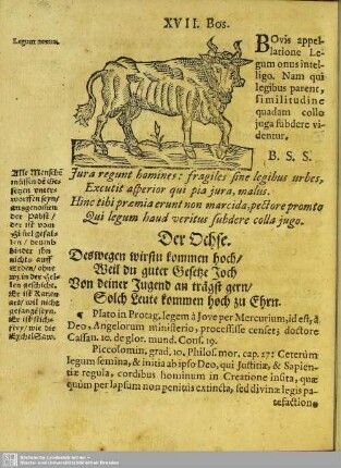 XVII. Bos