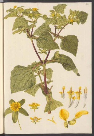 Alcina perfoliata, Blatt 194