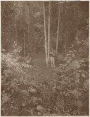 Bilder aus dem bolivianischen Urwald