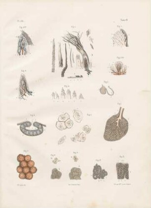Mikroskopische Studien der Mundschleimhaut und der Speicheldrüsen