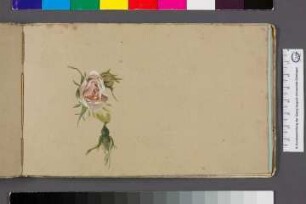 Rosenblüte und Knospen