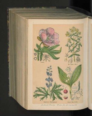 Medical Plants. Plate No. 9.