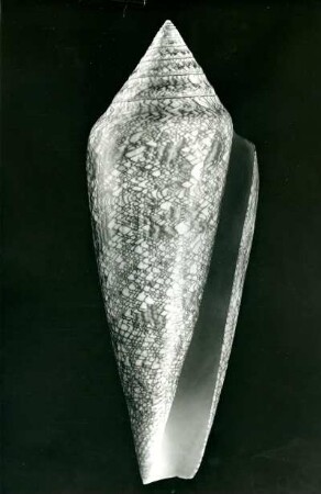 Conus gloria-maris Hw.
