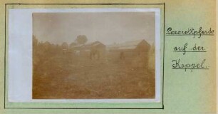 Foto einiger Pferde des Pferdelazaretts Haudreville auf der Koppel