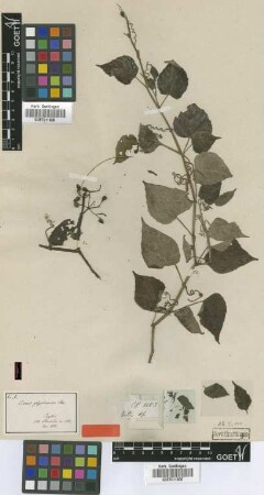 Cissus glyptocarpa Thwaites [type]