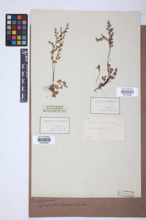 Anogramma leptophylla (L.) Link