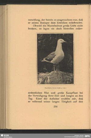 Mantelmöve, Larus marinus, Linn.