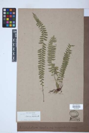 Asplenium lunulatum var. harpeodes (Kunze) Krug