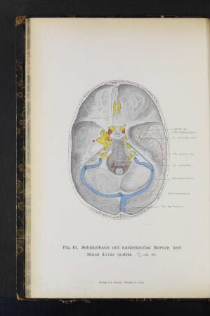 Fig. 12. Schädelbasis mit austretenden Nerven und Sinus durae matris.