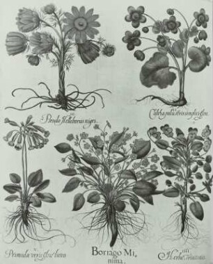 Besler, Basilius und Hieronymus: Hortus Eystettensis: :Frühlingsadonisröschen, Sumpfdotterblume, Frühlingsschlüsselblume, Frühlingsgedenkemein, Ackerstiefmütterchen