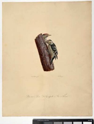 Picus minor. Linn. Der Grasspecht. 1. Mas. 2. Femina. - Kleinspecht. Dryobates minor; mas. fem. - Zeichner: Ambrosius Gabler; Stecher: Johann Carl Bock