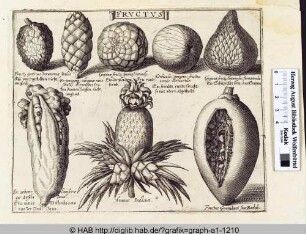 Fructus: verschiedene exotische Früchte