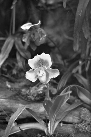Orchideen im Gewächshaus des Botanischen Gartens.