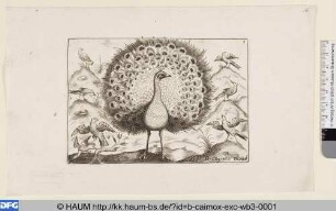 Pfau und sieben andere Vögel