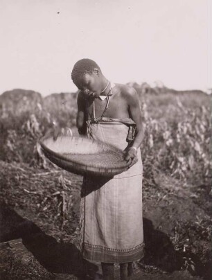 Hirseernte : Tanganyika Territory (heute: Tansania). Hirseernte. Entfernen der Spreu, 1936