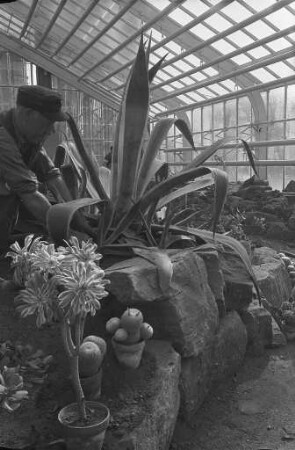Eröffnung der Kakteen- und Sukkulentensammlung im Botanischen Garten.