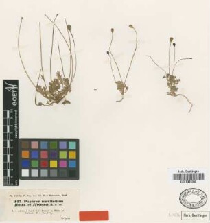 Papaver tenuifolium Boiss. & Hohen. [isotype]