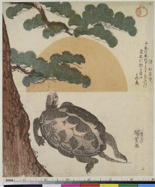Schildkröte, Kiefer und Abendsonne