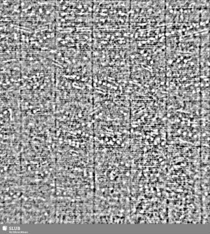 Lilienschild + IESV / LW = S.5/6