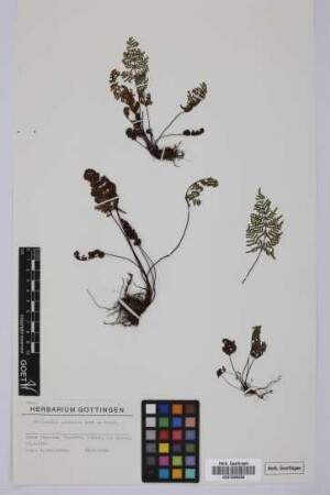 Cheilanthes pulchella Bory ex Willd.