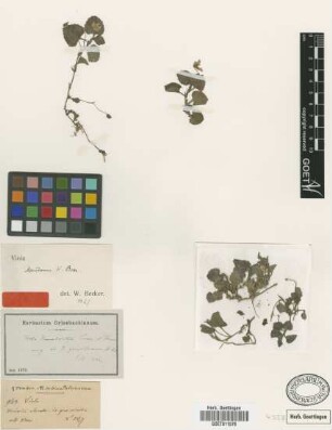 Viola mandonii W.Becker [isotype]
