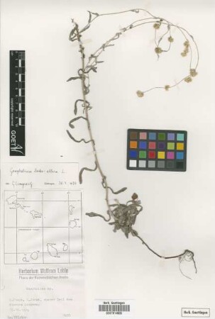 Gnaphalium