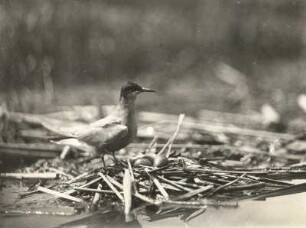 Trauerseeschwalbe (Chlidonias niger) am Gelege stehend